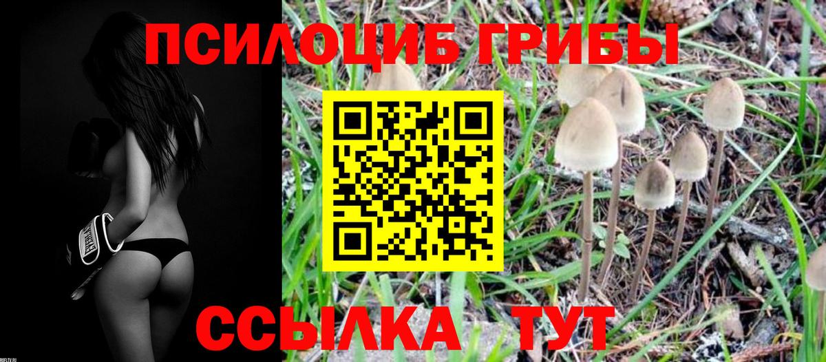 Псилоцибиновые грибы Psilocybe  закладки  Донецк  Псилоцибиновые грибы GOLDEN TEACHER 